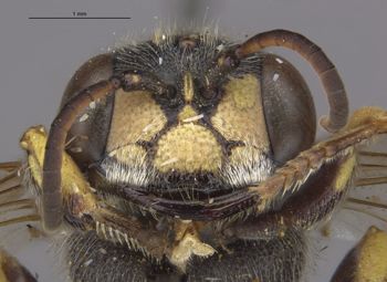 Media type: image;   Entomology 10028 Aspect: head frontal view